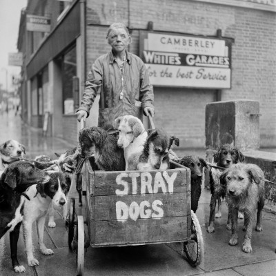 Stray Dogs, London (1962) by Evelyn Hofer